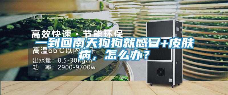 一到回南天狗狗就感冒+皮肤病，怎么办？