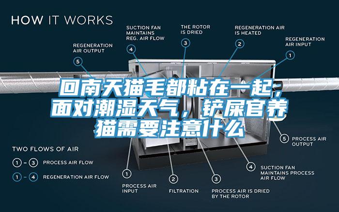 回南天猫毛都粘在一起，面对潮湿天气，铲屎官养猫需要注意什么