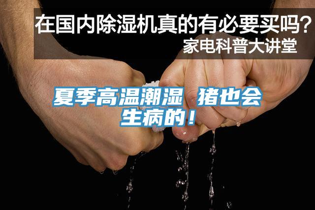 夏季高温潮湿 猪也会生病的！