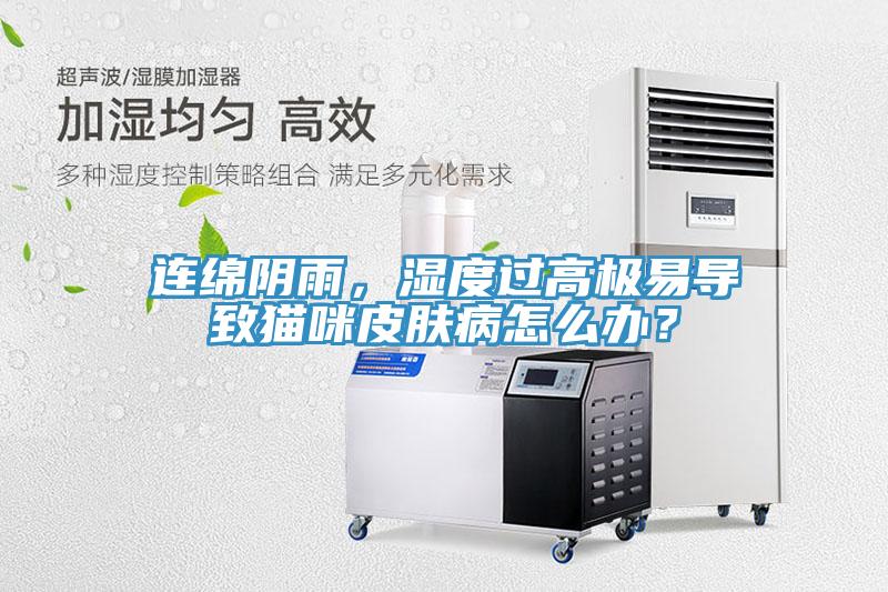 连绵阴雨，湿度过高极易导致猫咪皮肤病怎么办？