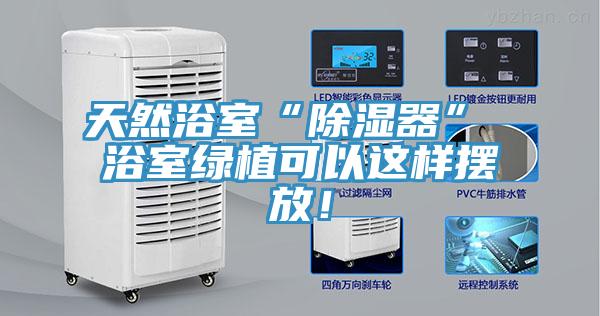 天然浴室“除湿器” 浴室绿植可以这样摆放！