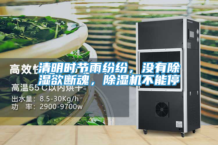 清明时节雨纷纷，没有除湿欲断魂，小黄片直播视频不能停