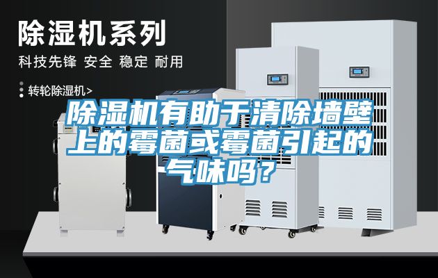 小黄片直播视频有助于清除墙壁上的霉菌或霉菌引起的气味吗？