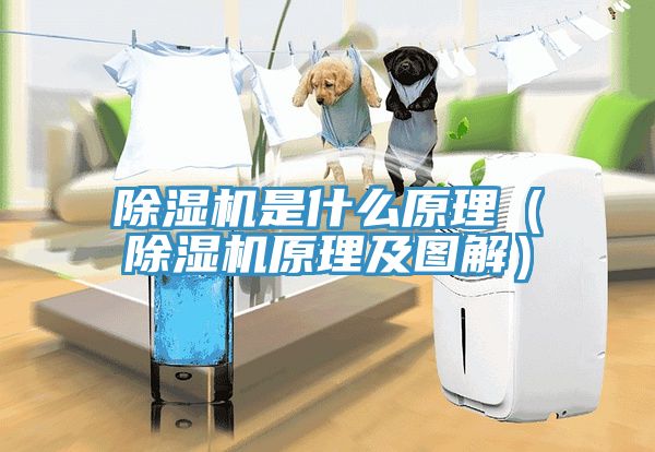 小黄片直播视频是什么原理（小黄片直播视频原理及图解）